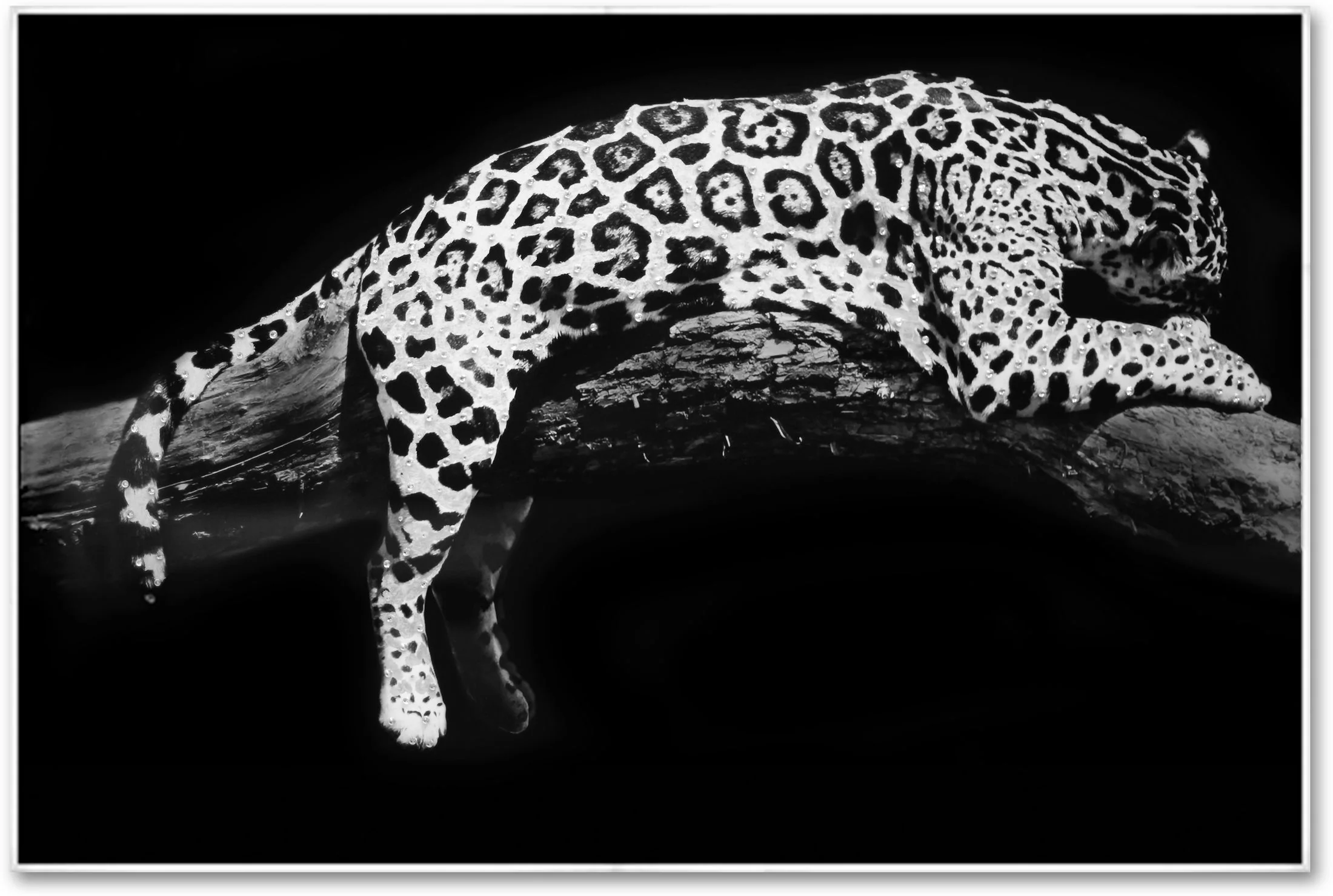 Laying Leopard 32 x 48 Wall Ar